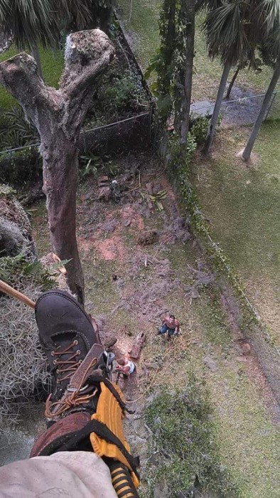 Tree-Services-Volusia-County-e1444797072533.jpg